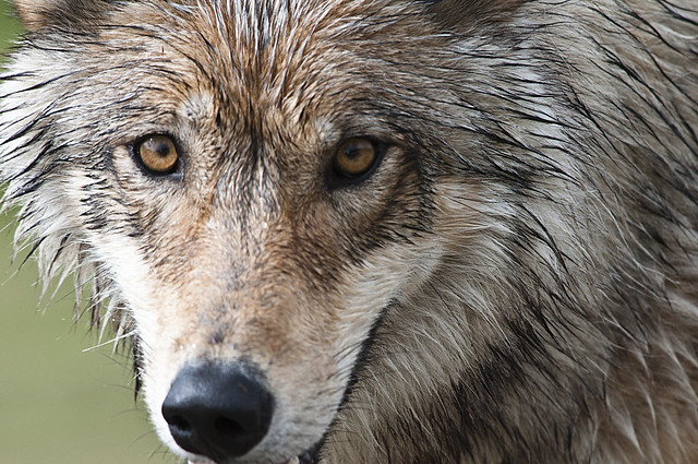 Wolf Pups Bring Hope — But Colorado’s Wolves Are Still in Crisis