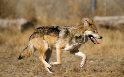 Bill Would Remove Federal Protections From Endangered Mexican Gray Wolves