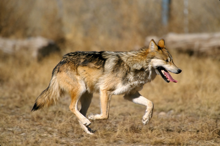 Bill Would Remove Federal Protections From Endangered Mexican Gray Wolves