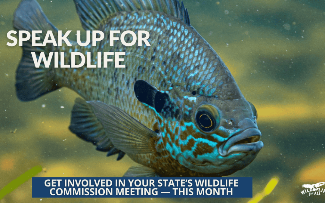 Speak up at July wildlife commission meetings, happening in many states. In the image, a vibrant bluegill fish swims towards the camera showing off the bright blue varigation on its scales.