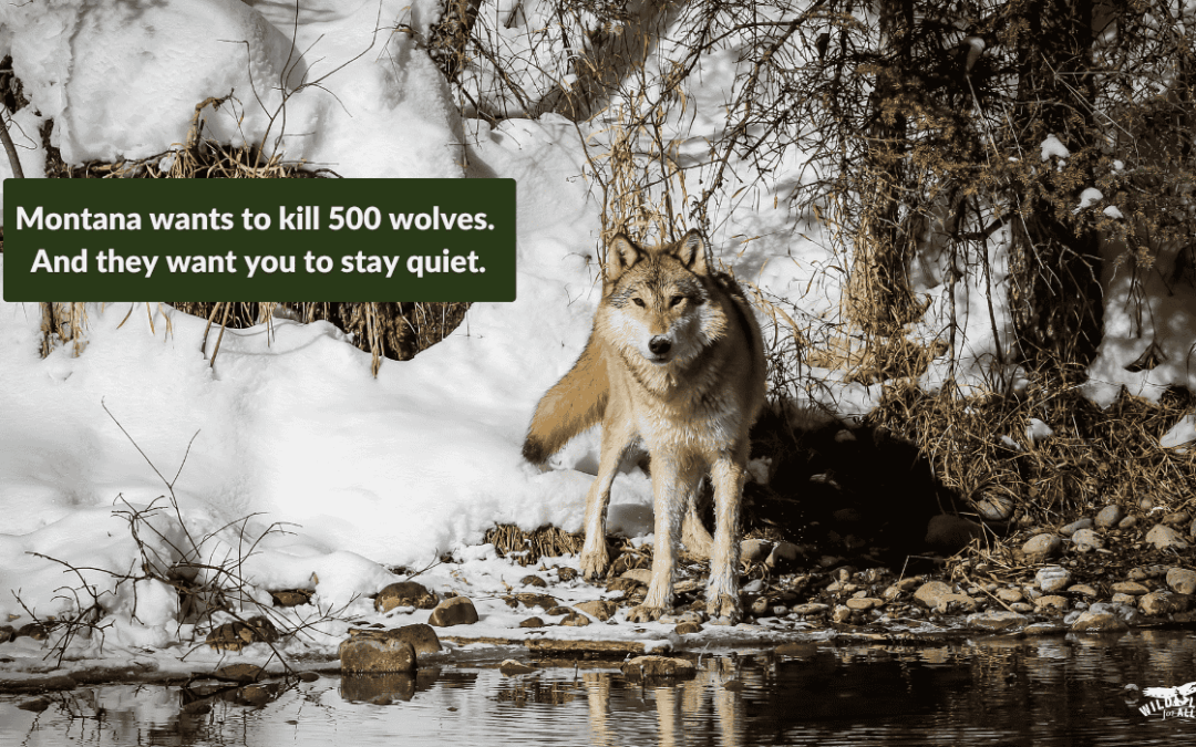 The Montana war on wolves is escalating