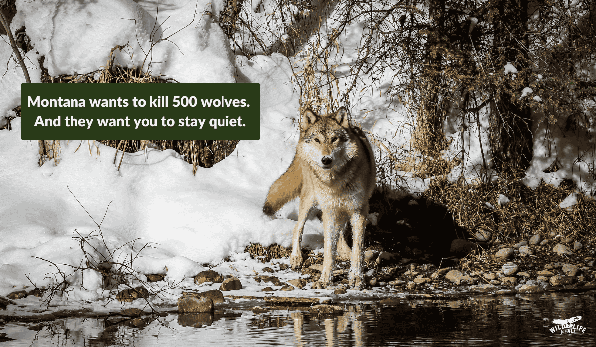 25.07.23 Montana FWP 500 wolves header An adult wolf stands at a winter pond in Kalispell, MT. Text on the image reads, "Montana wants to kill 500 wolves. And they want you to stay quiet." The Montana war on wolves is escalating. The state’s proposed regulations threaten to wipe out wolves within five years.