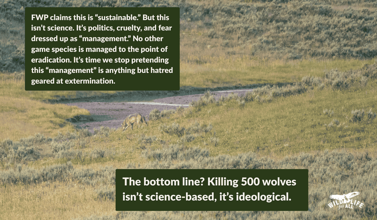 25.07.23 Montana FWP 500 wolves header4 A wolf in a stream in Yellowstone's Hayden Valley.