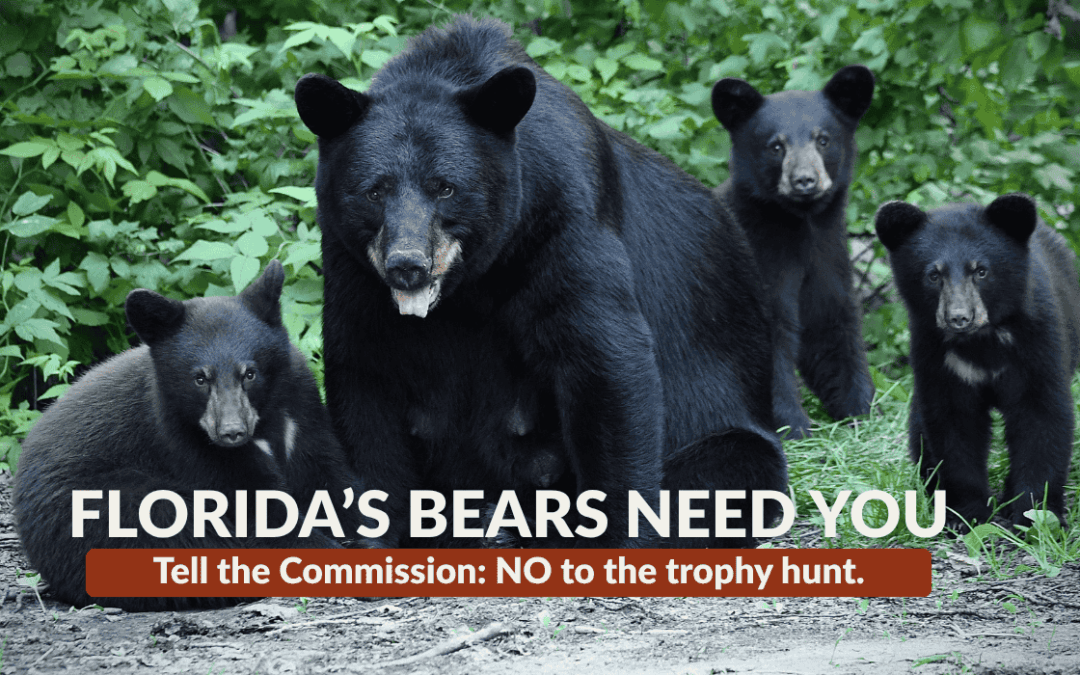 Stop the Florida Black Bear Hunt
