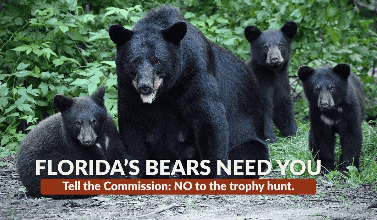 A mother black bear stands alert with her four cubs gathered around her, all looking directly at the camera in a forested setting. These vulnerable families could be at risk if Florida reopens its cruel and unnecessary black bear hunt.