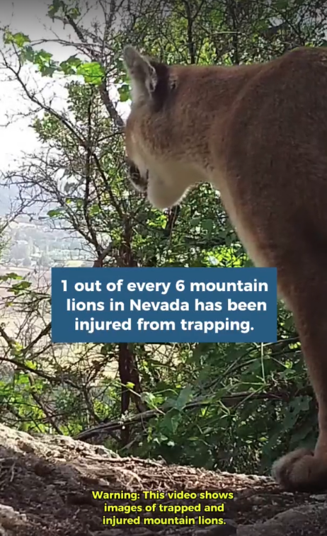 A mountain lion walks in a forest. Text on the image reads "1 in 6 mountain lions in Nevada are victims of incidental trapping." Don Molde is interviewed in this video about his fight to save Nevada's mountain lions from cruel and indiscriminate traps. 