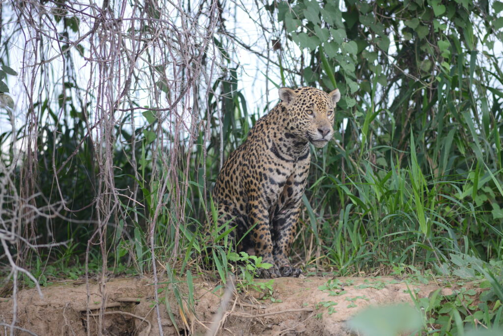 A wild jaguar in western Brazil