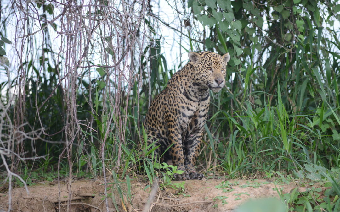 A wild jaguar in western Brazil
