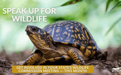 August Wildlife Commission Meetings