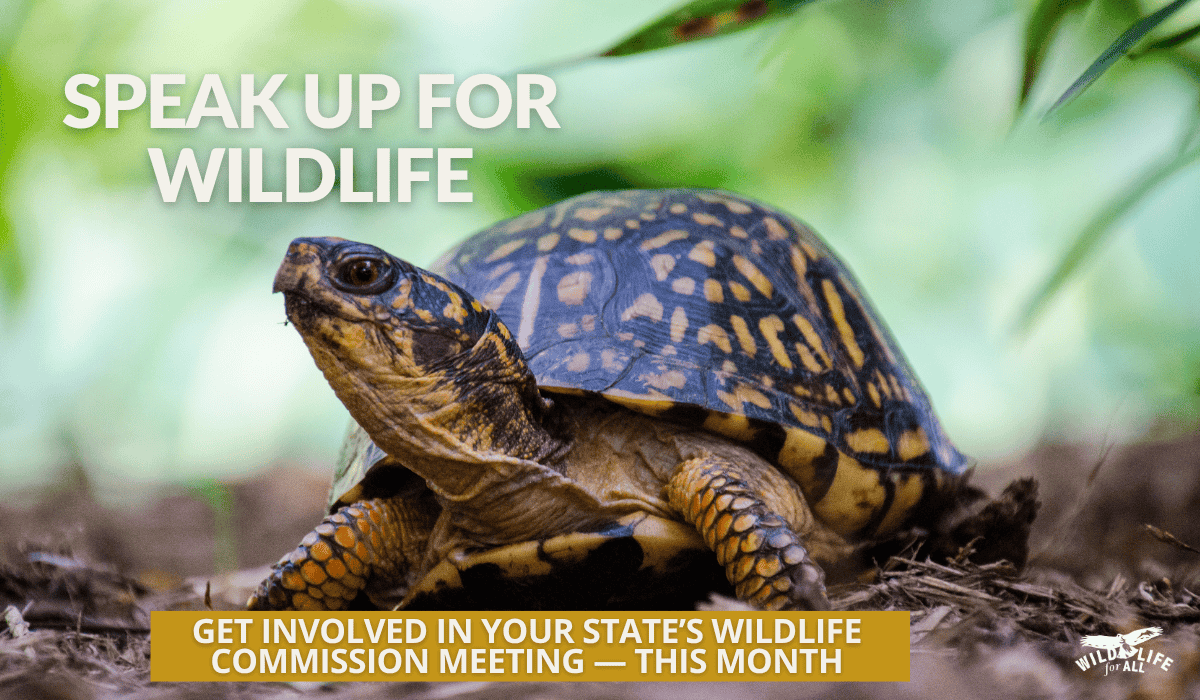 A box turtle on green grass with a deep, blurred green background. Overlay text reads, “Speak up for wildlife, GET INVOLVED IN YOUR STATE’S WILDLIFE COMMISSION MEETING — THIS MONTH.” Image promotes August wildlife commission meetings.