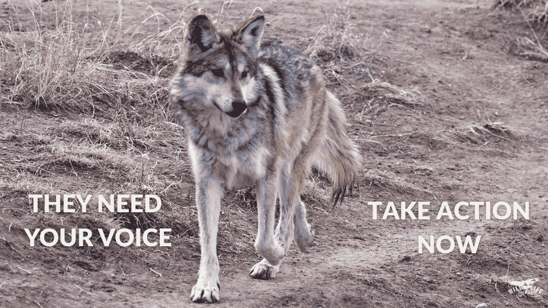 A Mexican gray roaming freely in a natural, thriving landscape. Text on the image reads, “They need your voice, take action now.”
