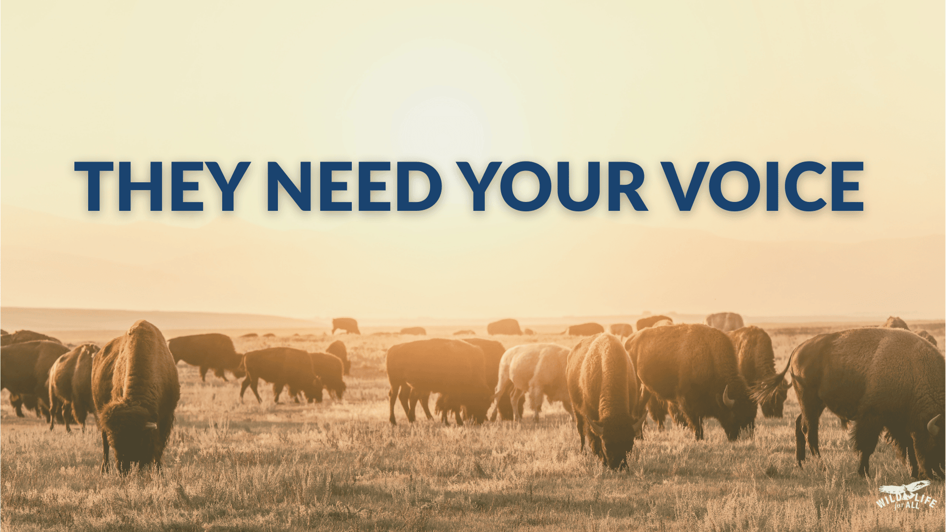 25.08.25-Action-Hub-webpage-1920-x-1080-px A herd of bison moving across a wide open landscape at sunrise, symbolizing strength and collective movement. Text on the image reads, “Take action for wildlife.”