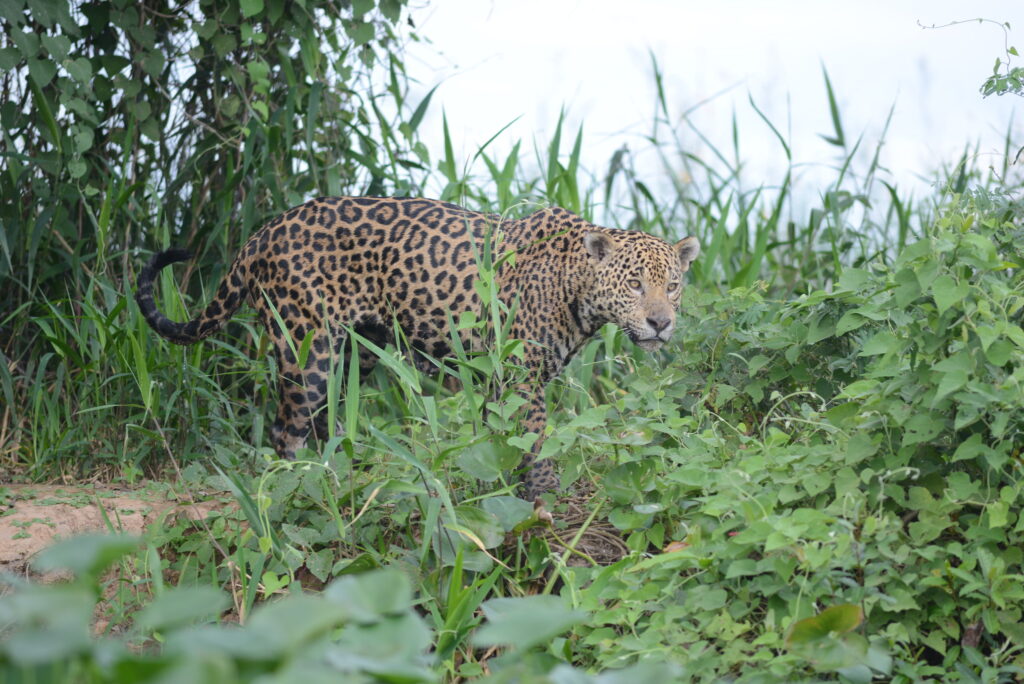 A jaguar in Brazil