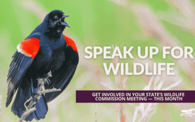 September Wildlife Commission Meetings