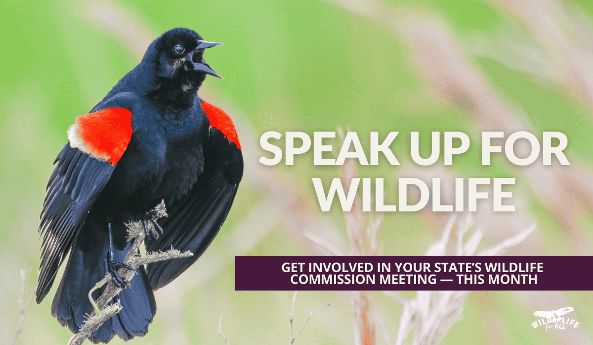 A red-winged blackbird perches atop vegetation and is caught by the photographer in mid-song, symbolizing the need for public voices at September wildlife commission meetings across the country. Text on the image reads, "Speak up for wildlife; get involved in your state's wildlife commission meeting this month."