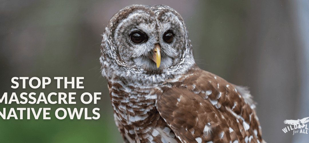 Tell Congress: Vote YES to Nullify the Barred Owl Kill Plan