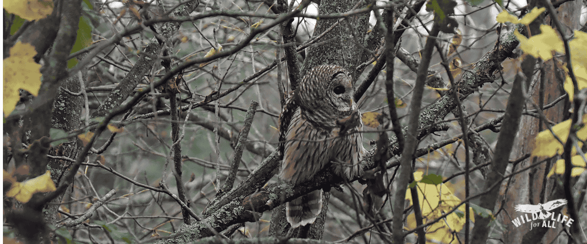 Spotted owl in a tree. Tell Congress: Vote YES to nullify the billion-dollar, 500,000 owl kill plan and stop the barred owl massacre.