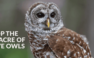 Stop the Barred Owl Massacre – Take Action Today