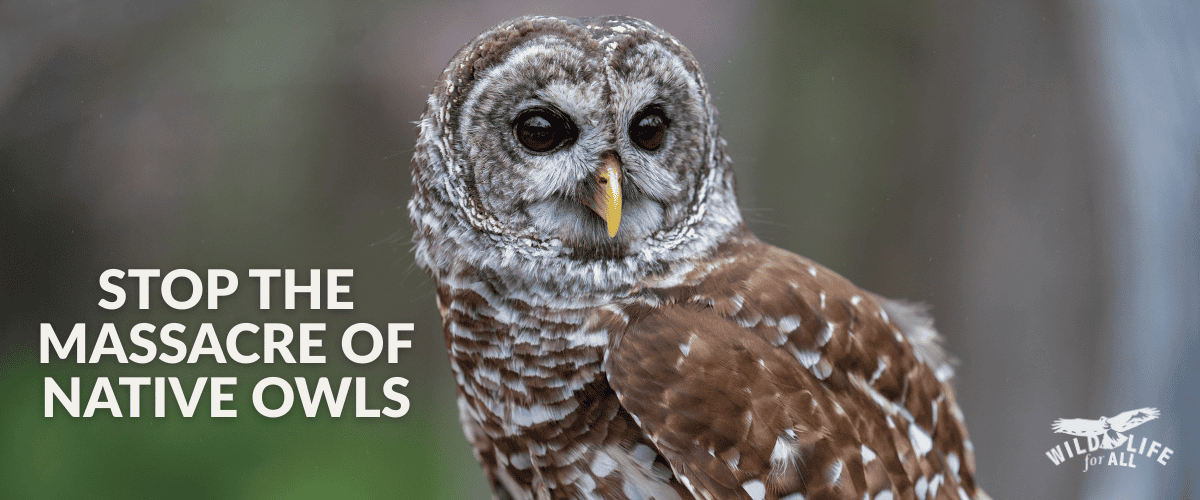 Tell Congress: Vote YES to nullify the billion-dollar, 500,000 owl kill plan and stop the barred owl massacre.