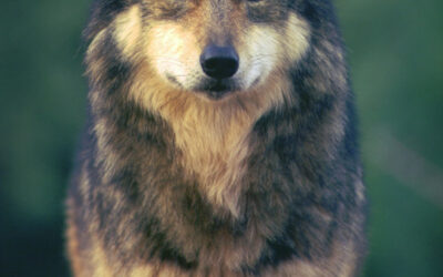 Mexican Wolf Genetic Diversity Declines for Fourth Straight Year