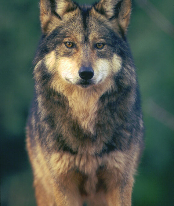 A Mexican gray wolf looks at the camera. Thirty conservation organizations today urged wildlife agencies to take science-based actions to protect Mexican gray wolves after a new analysis showed that the endangered species’ genetic diversity declined for the fourth year in a row.