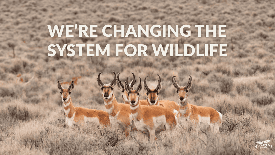 Pronghorn antelope moving across open grasslands, representing the richness of biodiversity and the systems that sustain wildlife. Text on the image reads, “We’re bringing systemic change for wildlife.”