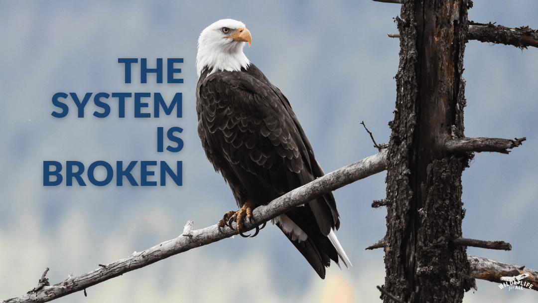 A bald eagle perched on a tree. Text on the image reads, “The current system is broken.”