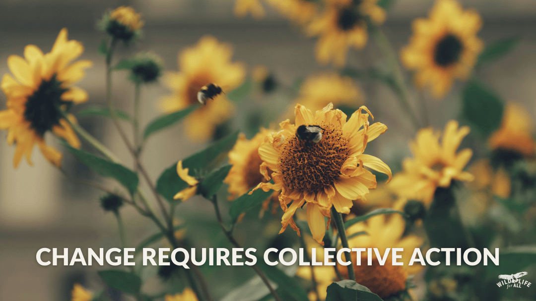 A dense cluster of bumblebees pollinating sunflowers, symbolizing collective power and resilience. Text on the image reads, “Change requires collective action.”
