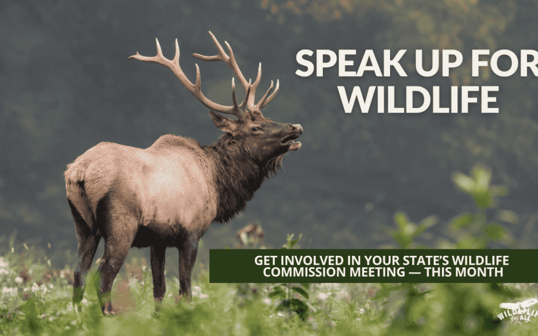 A bull elk bugles into the forest. Speak out and take action at October wildlife commission meetings: find dates, states, and resources on this page.