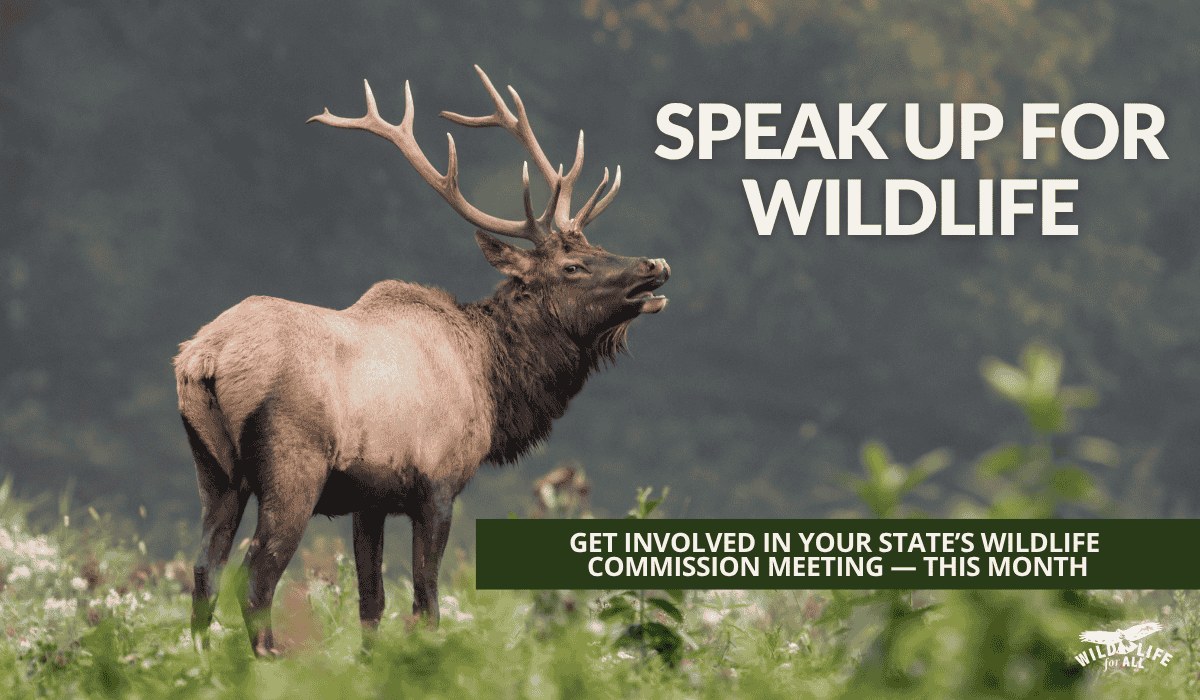 A bull elk bugles into the forest. Speak out and take action at October wildlife commission meetings: find dates, states, and resources on this page.