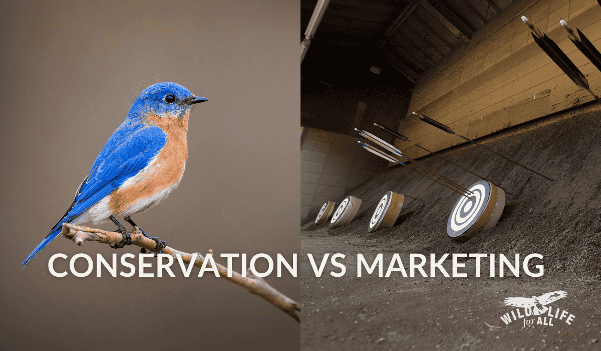 Split-screen image contrasting true wildlife conservation and R3 marketing; the left side shows an Eastern bluebird perched on a branch, symbolizing biodiversity, while the right side shows a shooting range representing how Pittman-Robertson Act funds are diverted toward hunter recruitment or R3 efforts instead of wildlife protection.