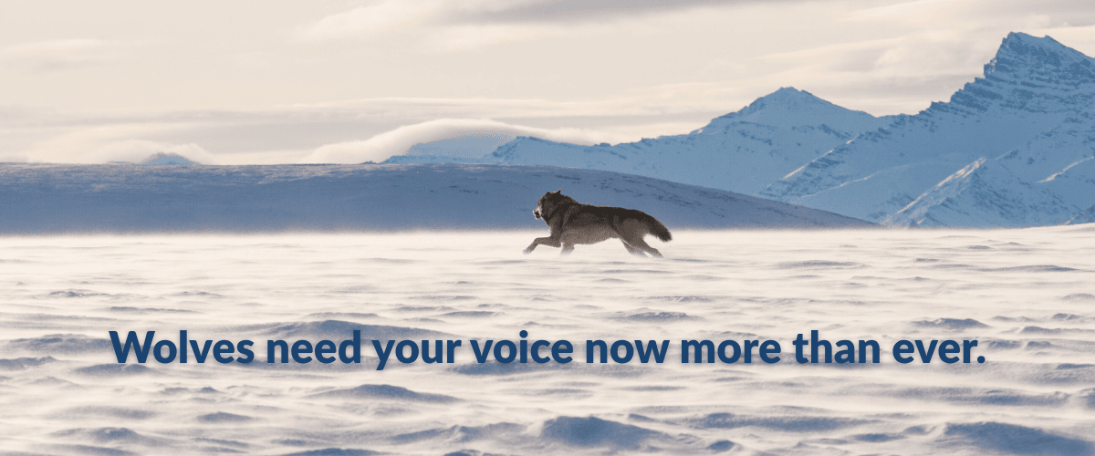 A gray wolf runs across the Alaskan tundra, symbolizing freedom, endurance, and the wild landscapes that wolves help keep in balance. Learn why Wolf Awareness Week 2025 is about more than celebrating wolves — it’s a call to reform broken state wildlife governance systems that endanger them. Explore how democratic, science-based policies can protect wolves, restore ecosystems, and ensure justice for all wildlife.