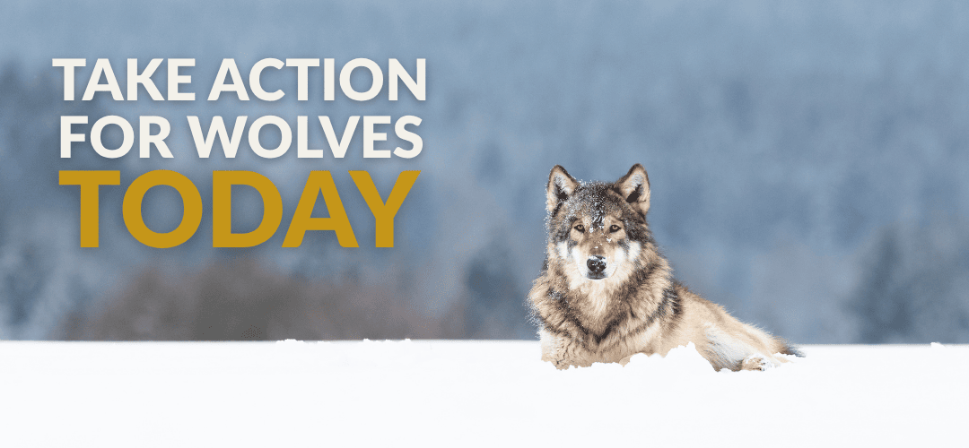 A lone gray wolf lies in a snowy field, gazing calmly at the camera — a reminder of both the beauty and vulnerability of wolves in harsh winter habitats. Learn why Wolf Awareness Week 2025 is about more than celebrating wolves — it’s a call to reform broken state wildlife governance systems that endanger them. Explore how democratic, science-based policies can protect wolves, restore ecosystems, and ensure justice for all wildlife.