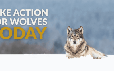 Wolf Awareness Week 2025