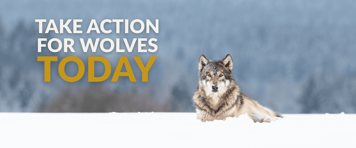 A lone gray wolf lies in a snowy field, gazing calmly at the camera — a reminder of both the beauty and vulnerability of wolves in harsh winter habitats. Learn why Wolf Awareness Week 2025 is about more than celebrating wolves — it’s a call to reform broken state wildlife governance systems that endanger them. Explore how democratic, science-based policies can protect wolves, restore ecosystems, and ensure justice for all wildlife.