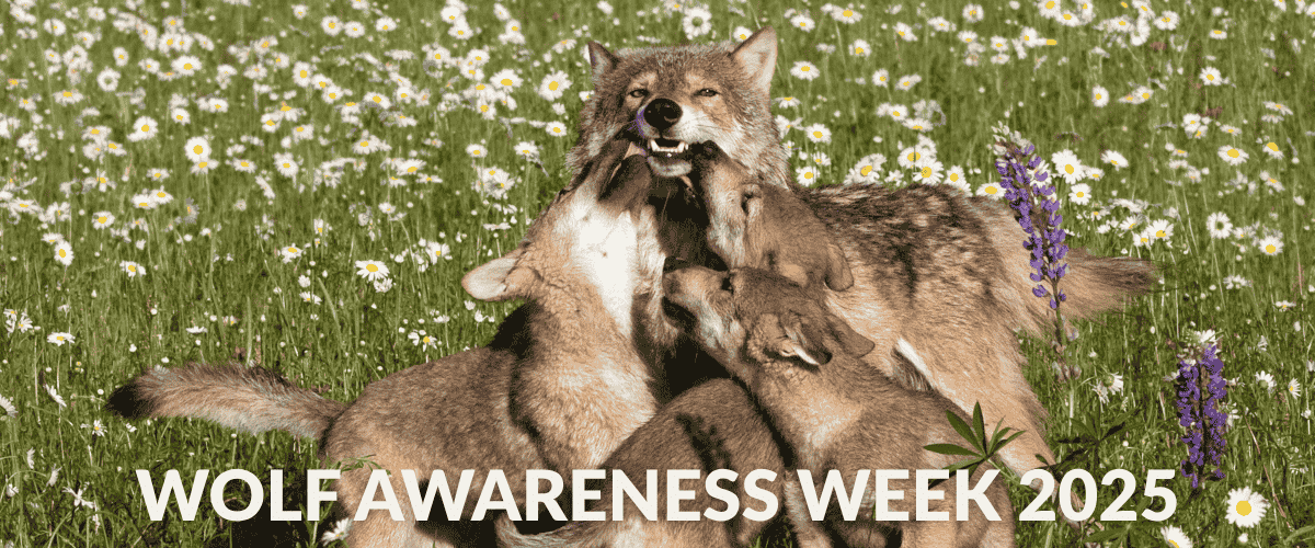 A mother gray wolf stands in a field of wildflowers as her curious pups greet her — a powerful image of family bonds, care, and resilience among North America’s wolves. Learn why Wolf Awareness Week 2025 is about more than celebrating wolves — it’s a call to reform broken state wildlife governance systems that endanger them. Explore how democratic, science-based policies can protect wolves, restore ecosystems, and ensure justice for all wildlife.
