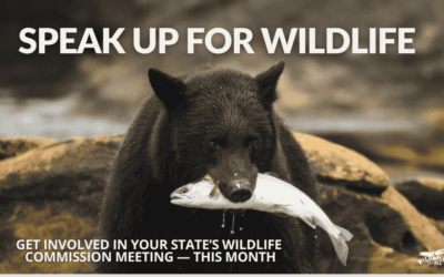 November Wildlife Commission Meetings