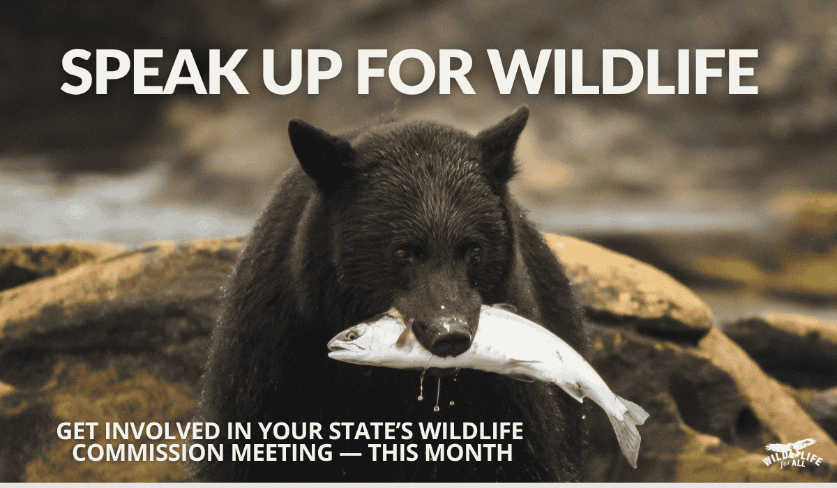 A black bear stands in a stream holding a salmon in its mouth, symbolizing the interconnectedness of ecosystems and the importance of science-based decision-making ahead of the November wildlife commission meetings.
