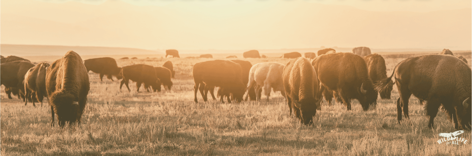 A herd of bison moving across a wide open landscape at sunrise, symbolizing strength and collective movement. Text on the image reads, “Take action for wildlife.”