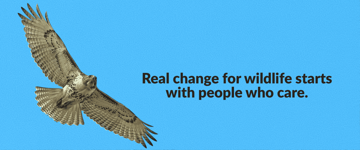 A red-tailed hawk flies against a bright blue sky. Text on the image reads, "Real change for wildlife starts with peeople who care." Explore Wildlife for All’s 2025 year in review, highlighting our nationwide impact on wildlife governance, landmark policy wins like New Mexico’s SB5, grassroots organizing successes, and the growing movement of advocates protecting ecosystems, science, and democratic decision-making.