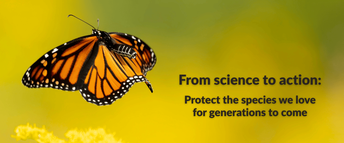 A monarch butterfly flies through the air in a field of blurred yellow flowers. Text on the image reads, "From science to action. Protect the species you love for generations to come." Explore Wildlife for All’s 2025 year in review, highlighting our nationwide impact on wildlife governance, landmark policy wins like New Mexico’s SB5, grassroots organizing successes, and the growing movement of advocates protecting ecosystems, science, and democratic decision-making.