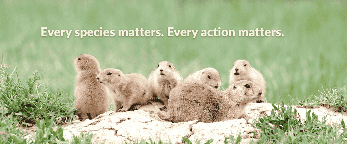 A family group of six prairies nestle against one another in short green grass above the light tan dirt of their burrow. Text on the image reads, "Every species matters. Every action matters." Explore Wildlife for All’s 2025 year in review, highlighting our nationwide impact on wildlife governance, landmark policy wins like New Mexico’s SB5, grassroots organizing successes, and the growing movement of advocates protecting ecosystems, science, and democratic decision-making.