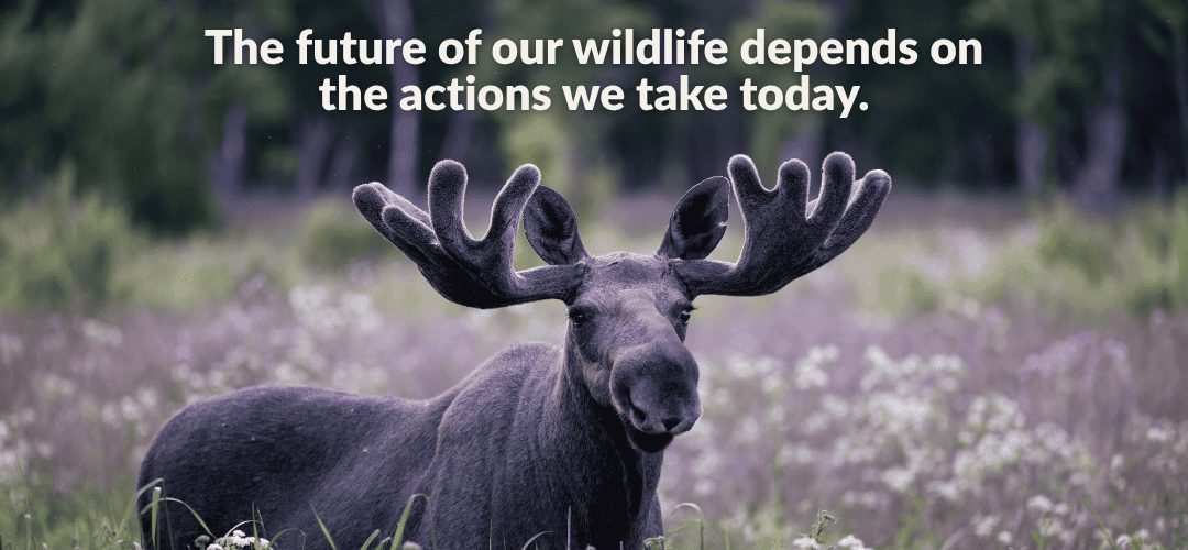 A bull moose with velvety growing antlers stands in front of a forest meadow with purple blurred wildflowers and dark trees behind him. Text on the image reads, "The future of wildlife depends on the actions we take today." Explore Wildlife for All’s 2025 year in review, highlighting our nationwide impact on wildlife governance, landmark policy wins like New Mexico’s SB5, grassroots organizing successes, and the growing movement of advocates protecting ecosystems, science, and democratic decision-making.