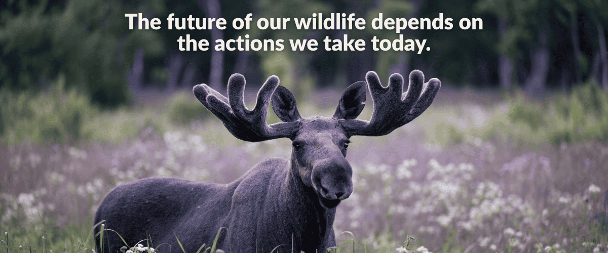 A bull moose with velvety growing antlers stands in front of a forest meadow with purple blurred wildflowers and dark trees behind him. Text on the image reads, "The future of wildlife depends on the actions we take today." Explore Wildlife for All’s 2025 year in review, highlighting our nationwide impact on wildlife governance, landmark policy wins like New Mexico’s SB5, grassroots organizing successes, and the growing movement of advocates protecting ecosystems, science, and democratic decision-making.