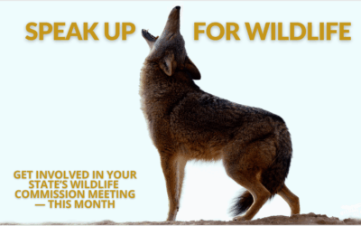 December Wildlife Commission Meetings