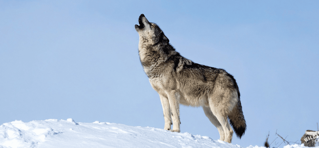 A gray wolf howls to the sky in the snow. New Mexico Captures Naturally Dispersing Colorado Wolf