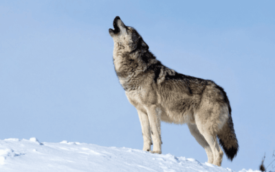 Release: New Mexico Captures Naturally Dispersing Colorado Wolf