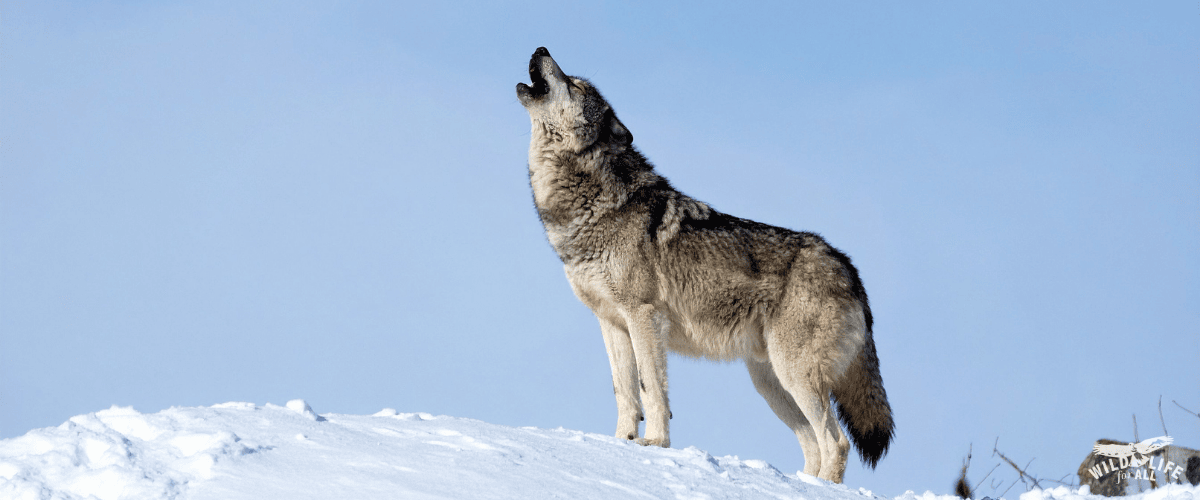 A gray wolf howls to the sky in the snow. New Mexico Captures Naturally Dispersing Colorado Wolf: A Colorado wolf entered New Mexico and was immediately captured and returned because states treat natural wolf movement as a problem.