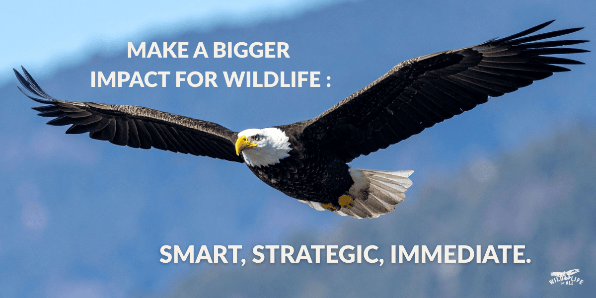 A herd of bison moving across a wide open landscape at sunrise, symbolizing strength and collective movement. Text on the image reads, “Take action for wildlife.”
