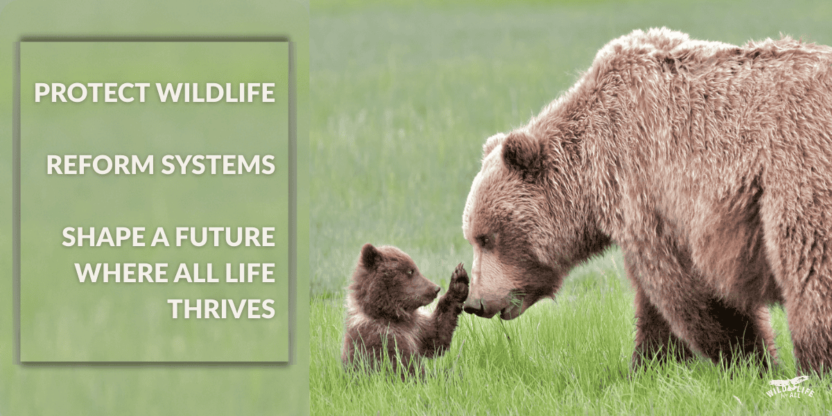 A herd of bison moving across a wide open landscape at sunrise, symbolizing strength and collective movement. Text on the image reads, “Take action for wildlife.”